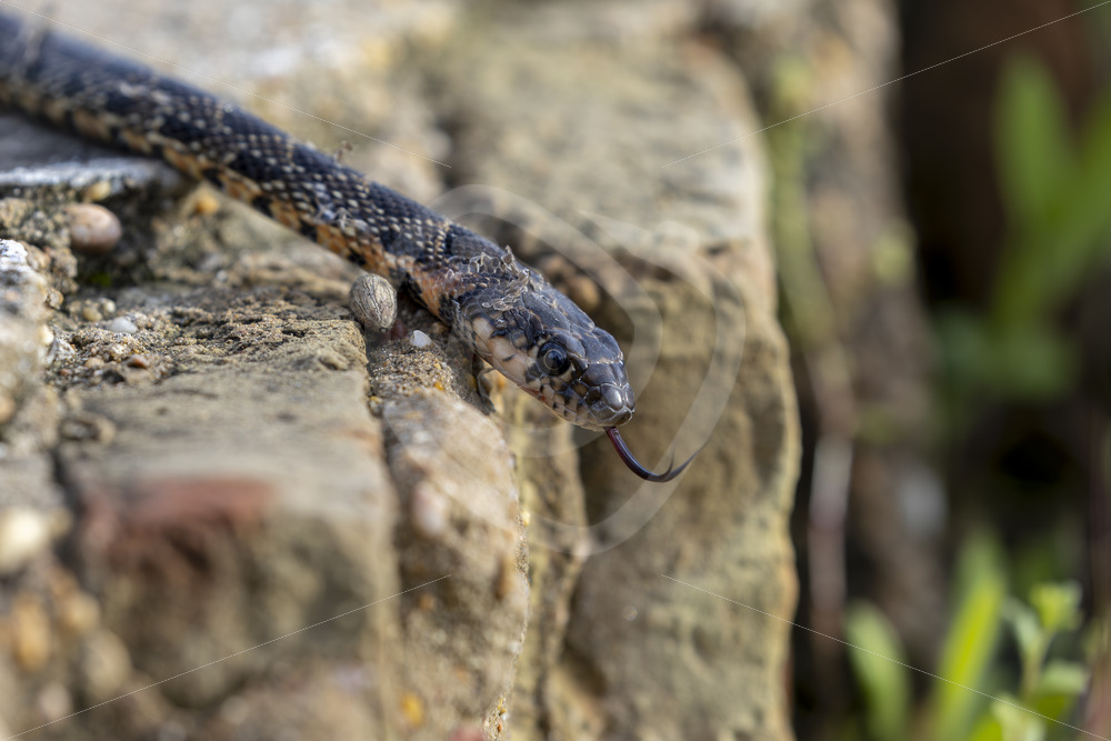 A horseshoe whip snake (Hemorrhois hippocrepis) crouching down a wall, southern region of Spain - Nature Stock Photo Agency