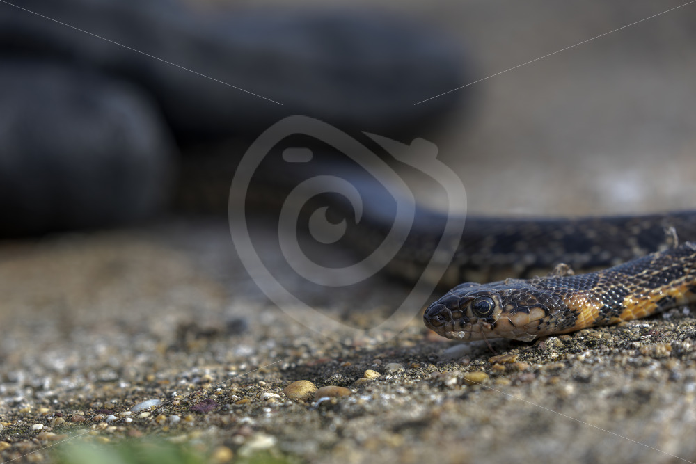 A horseshoe whip snake (Hemorrhois hippocrepis) in the southern region of Spain - Nature Stock Photo Agency