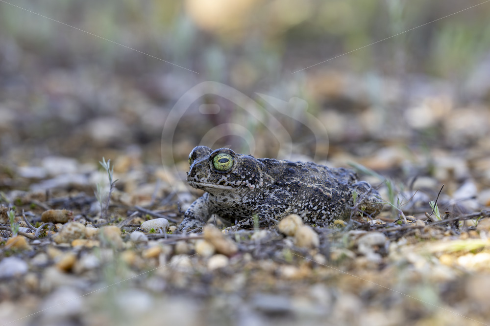 A natterjack toad (Epidalea calamita) perfectly camouflaged, El Rocio, Spain - Nature Stock Photo Agency