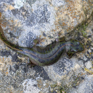 A pygmy marbled newt (Triturus pygmaeus) in the Sierra Morena de Sevilla, Spain - Nature Stock Photo Agency