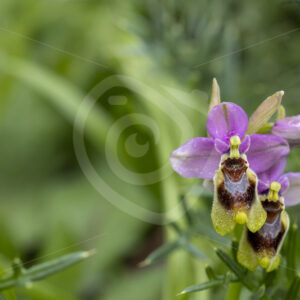 A sawfly orchid (Ophrys tenthredinifera) in El Pedrosso, Sierra Norte, Sevilla, Spain - Nature Stock Photo Agency