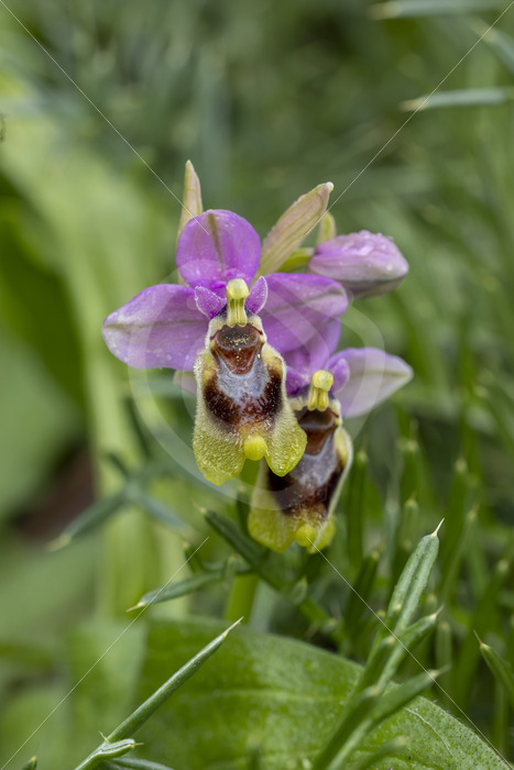 A sawfly orchid (Ophrys tenthredinifera) near El Pedrosso, Sierra Norte, Sevilla, Spain - Nature Stock Photo Agency