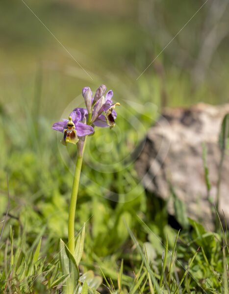 A sawfly orchid (subspecies Ophrys ficalhoana) in Sierra Morena near Sevilla, South Spain - Nature Stock Photo Agency