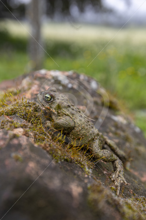 An Iberian midwife toad (Alytes obstetricans) in the Sierra Norte, South of Spain - Nature Stock Photo Agency