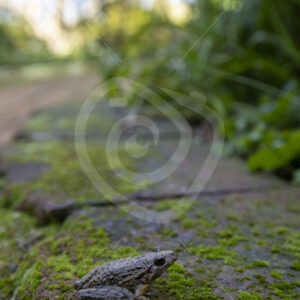 An Iberian painted frog (Discoglossus galganoi) in the Sierra Morena de Sevilla, Spain - Nature Stock Photo Agency