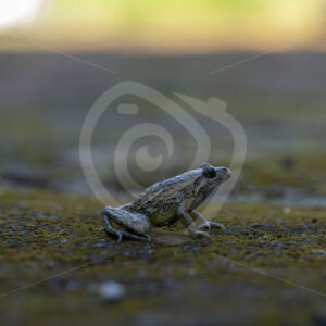 An Iberian painted frog (Discoglossus galganoi) on a mossy surface in the Sierra Morena de Sevilla, Spain - Nature Stock Photo Agency