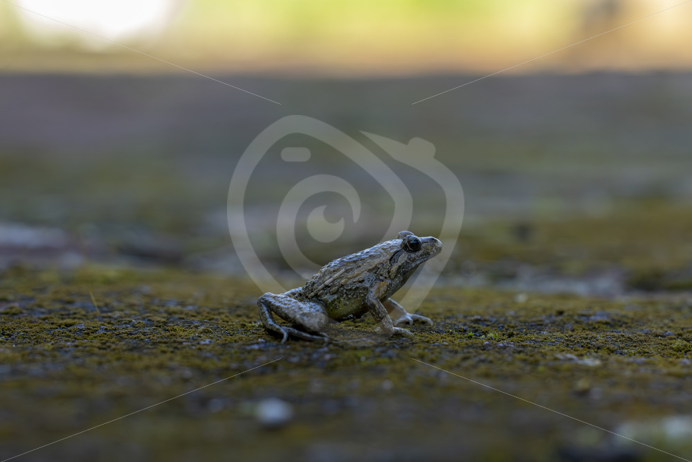 An Iberian painted frog (Discoglossus galganoi) on a mossy surface in the Sierra Morena de Sevilla, Spain - Nature Stock Photo Agency