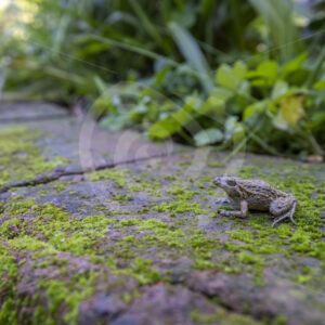 An Iberian painted frog (Discoglossus galganoi) on mossy stones in the Sierra Morena de Sevilla, Spain - Nature Stock Photo Agency