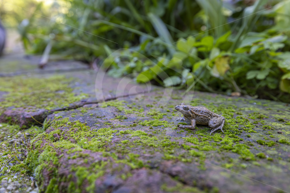 An Iberian painted frog (Discoglossus galganoi) on mossy stones in the Sierra Morena de Sevilla, Spain - Nature Stock Photo Agency