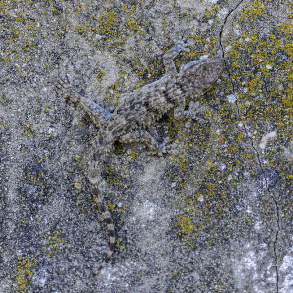 Common wall gecko (Tarentola mauritanica) on an urban wall, Huelva region, Spain - Nature Stock Photo Agency