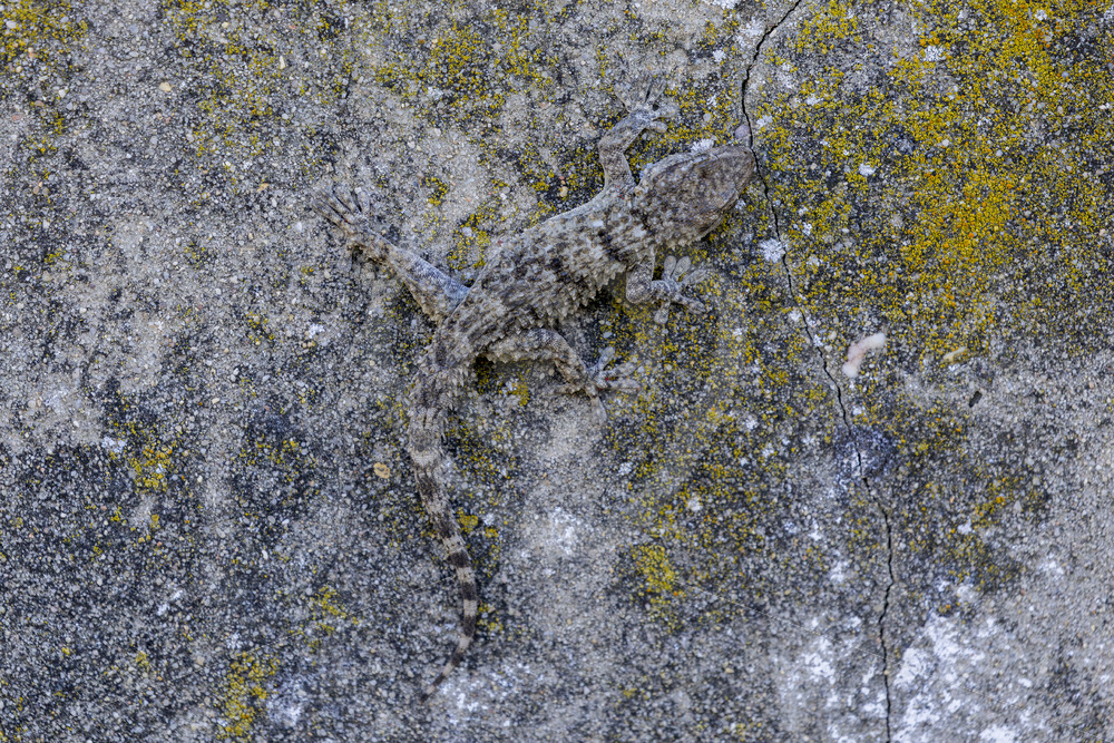 Common wall gecko (Tarentola mauritanica) on an urban wall, Huelva region, Spain - Nature Stock Photo Agency Common wall gecko (Tarentola mauritanica) on an urban wall, Huelva region, Spain - Nature Stock Photo Agency