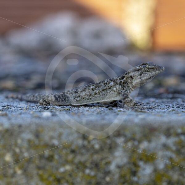 Common wall gecko (Tarentola mauritanica) on some desolate concrete, Huelva region, Spain - Nature Stock Photo Agency