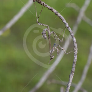 Conehead mantis (Empusa pennata) hanging a stick in the Huelva region, South of Spain - Nature Stock Photo Agency