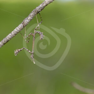 Conehead mantis (Empusa pennata) hanging upside down on a stick in the Huelva region, South of Spain - Nature Stock Photo Agency