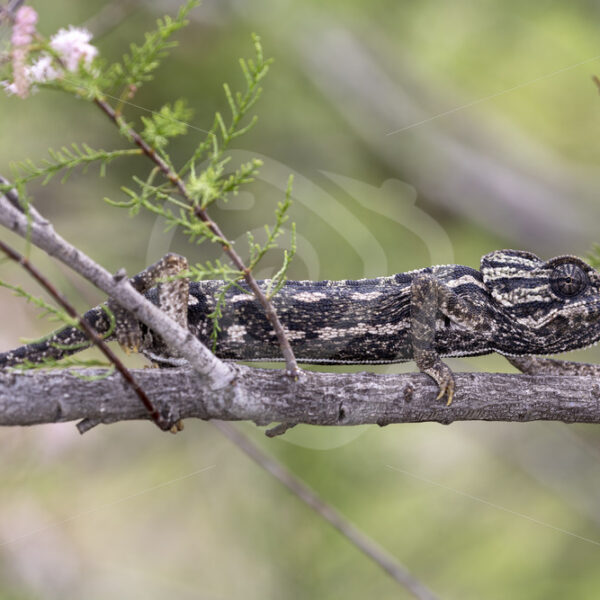 Dark colored mediterranean chameleon (Chamaeleo chamaeleon) near Malaga, Spain - Nature Stock Photo Agency