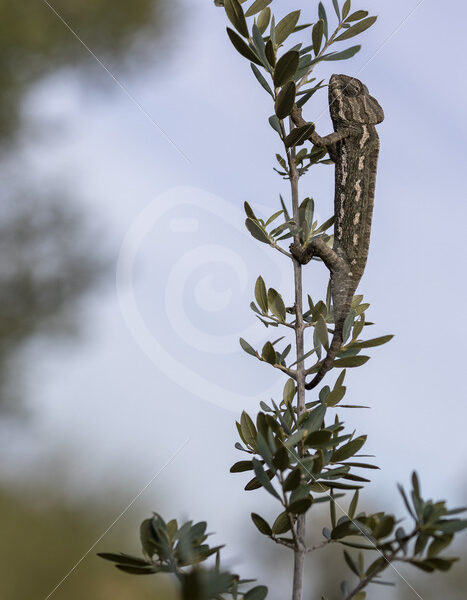 Dark common or mediterranean chameleon (Chamaeleo chamaeleon) near Malaga, Spain - Nature Stock Photo Agency