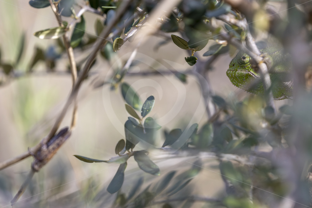Green mediterranean chameleon hidden in the bushes near Malaga, Spain - Nature Stock Photo Agency