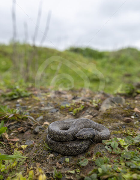 Iberian false smooth snake (Macroprotodon brevis) in Sierra Norte de Sevilla, South of Spain - Nature Stock Photo Agency