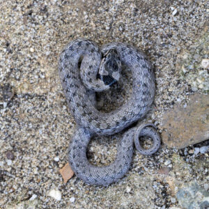 Iberian false smooth snake (Macroprotodon brevis) in the South of Spain - Nature Stock Photo Agency