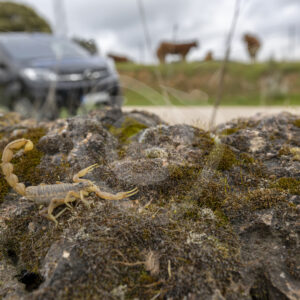 Iberian yellow scorpion (Buthus Ibericus) in front of a van, in the Sierra Norte, Sevilla, Spain - Nature Stock Photo Agency
