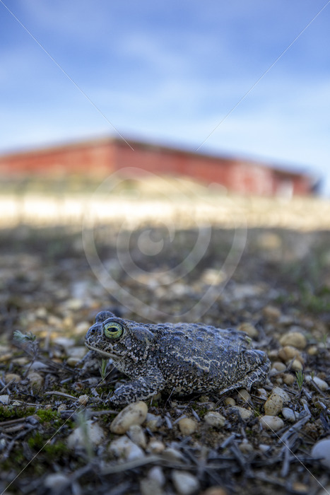 IO9A2508-Enhanced-NR.jpg - Nature Stock Photo Agency