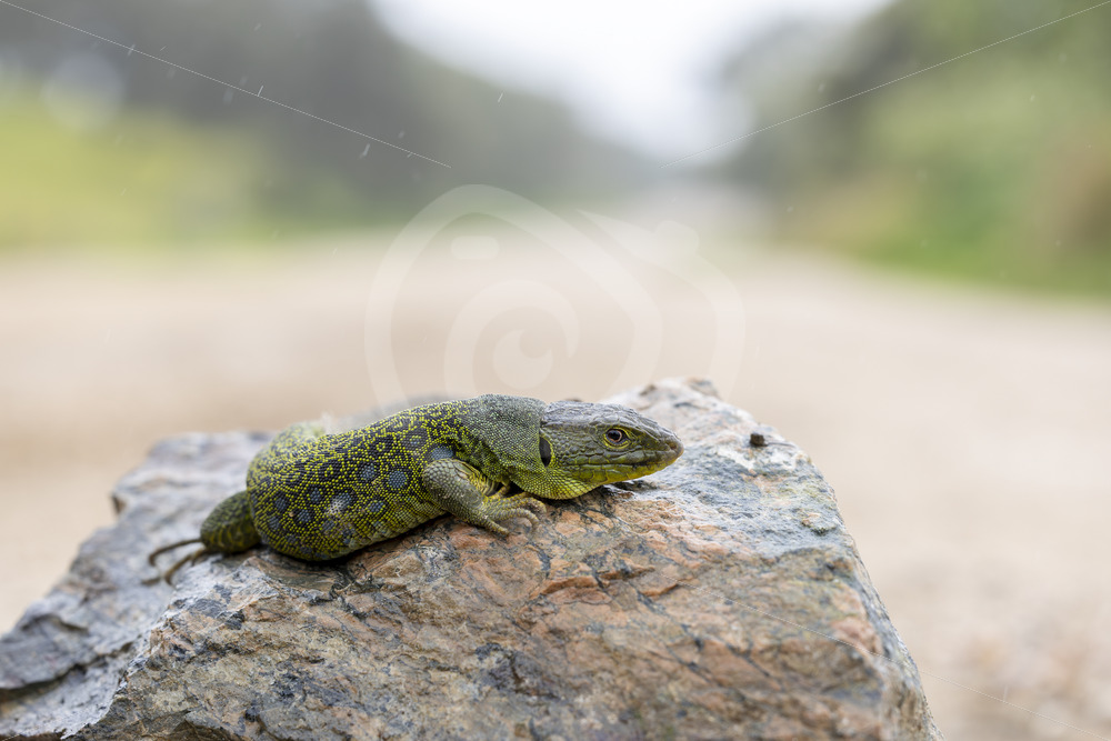 Jewelled lizard (Timon lepidus) trying to catch some heat on a rock, Sierra Norte, Spain - Nature Stock Photo Agency