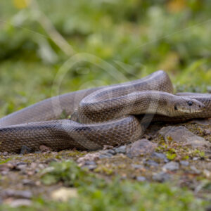 Ladder snake (Zamenis scalaris) in the Sierra Norte region, South Spain - Nature Stock Photo Agency