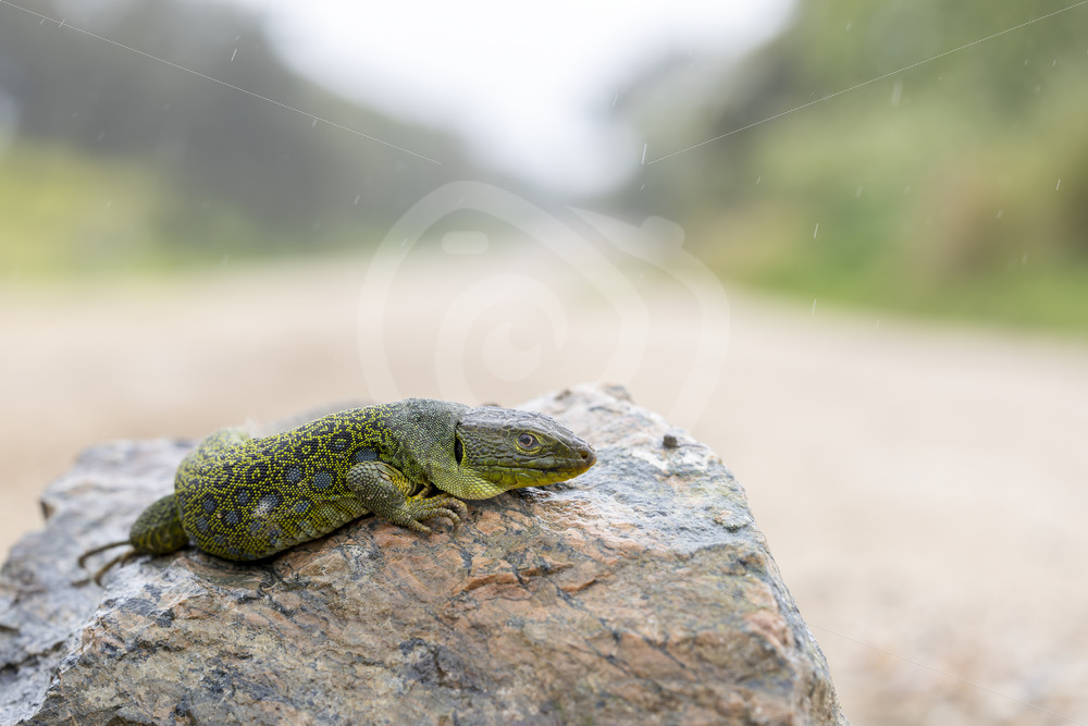 Ocellated lizard (Timon lepidus) trying to catch some heat on a rock, Sierra Norte, Spain - Nature Stock Photo Agency