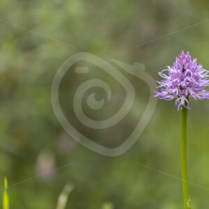 Orchis italica (naked man orchid) in the region of Sevilla, South of Spain - Nature Stock Photo Agency