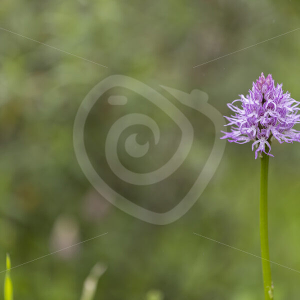 Orchis italica (naked man orchid) in the region of Sevilla, South of Spain - Nature Stock Photo Agency