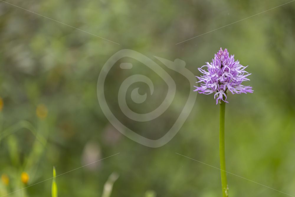 Orchis italica (naked man orchid) in the region of Sevilla, South of Spain - Nature Stock Photo Agency