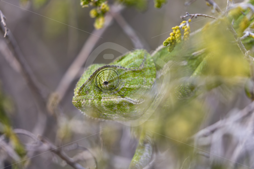 Portrait of a common chameleon between branches near Malaga, Spain - Nature Stock Photo Agency