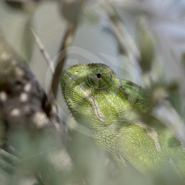 Portrait of a green mediterranean chameleon (Chamaeleo chamaeleon) hidden in the bushes near Malaga, Spain - Nature Stock Photo Agency