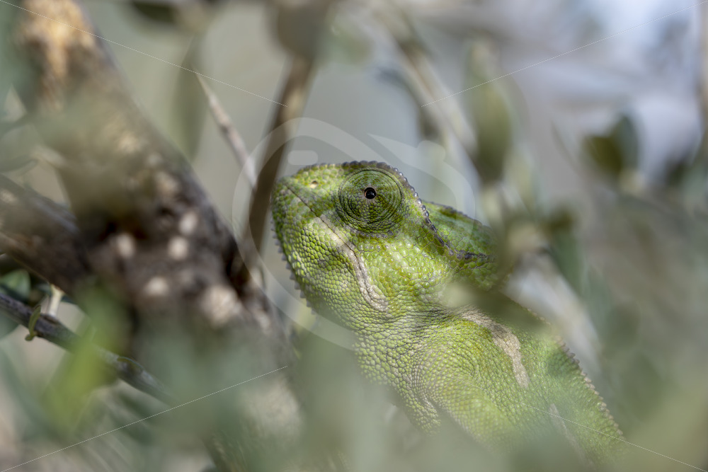 Portrait of a green mediterranean chameleon (Chamaeleo chamaeleon) hidden in the bushes near Malaga, Spain - Nature Stock Photo Agency
