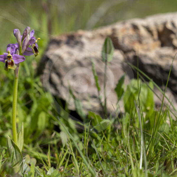 Sawfly orchid (subspecies Ophrys ficalhoana) in the Dehesas near Sevilla, South Spain - Nature Stock Photo Agency