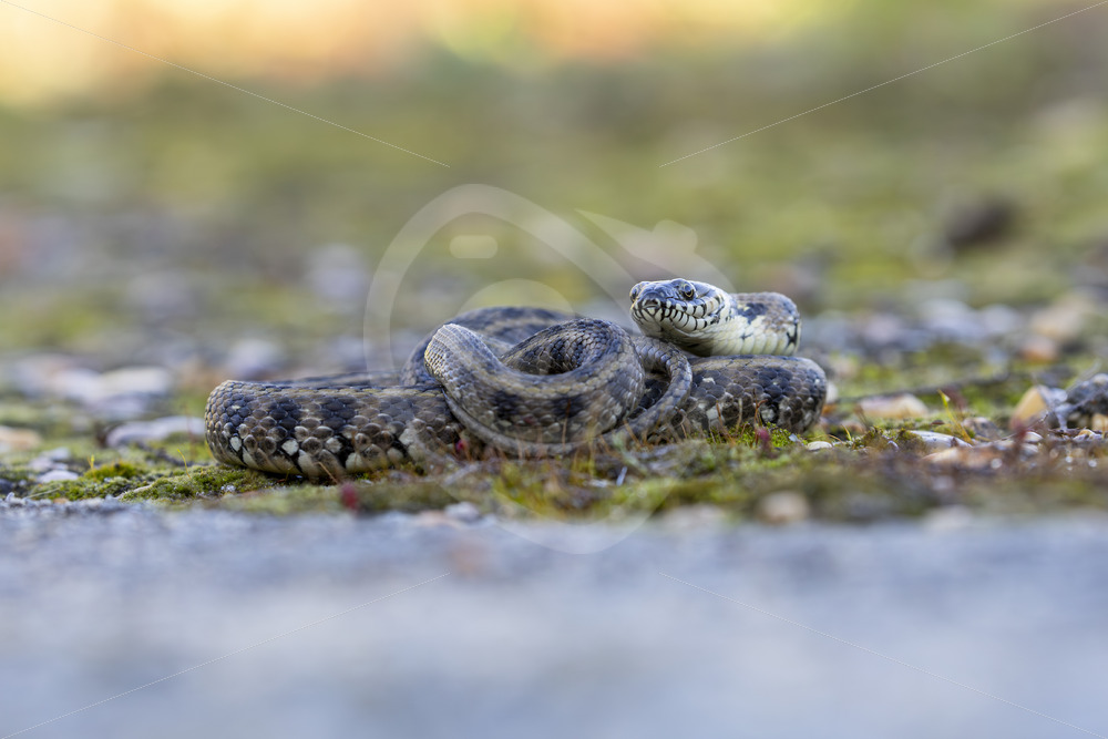 Viperine snake (Natrix maura) on a mossy surface, Huelva, Spain - Nature Stock Photo Agency