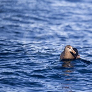 A Black-footed Albatross (Phoebastria nigripes) floating on Monterey Bay, California - Nature Stock Photo Agency