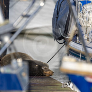 A Californian sea lion (Zalophus californianus) sleeping between some boats, Monterey, California - Nature Stock Photo Agency