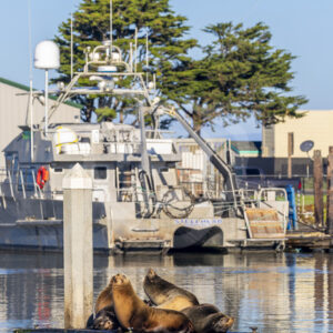 A group of Californian sea lions on a pontoon in a harbour near Monterey, California - Nature Stock Photo Agency