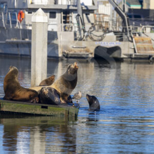 A group of Californian sea lions on a pontoon in a small harbour near Monterey, California - Nature Stock Photo Agency