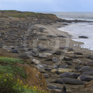 Big colony of Northern elephant seals (Mirounga angustirostris) in San Simeon, California - Nature Stock Photo Agency