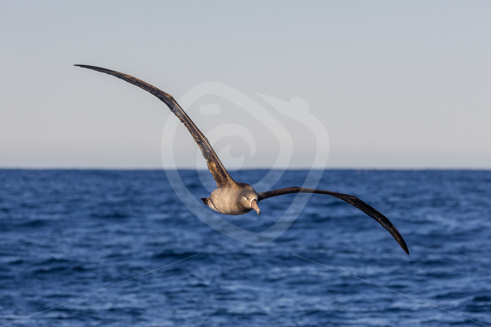 Black-footed Albatross (Phoebastria nigripes) flying over Monterey Bay, California - Nature Stock Photo Agency