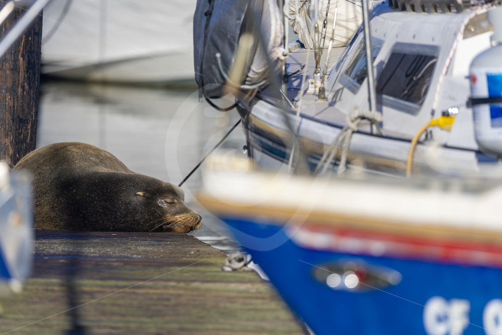 Californian sea lion sleeping on a pontoon between some boats, Monterey, California - Nature Stock Photo Agency