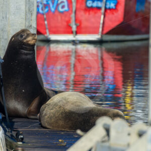 Californian sea lions on a jetty in a harbour near Monterey, California - Nature Stock Photo Agency