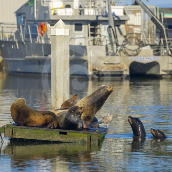 Californian sea lions (Zalophus californianus) on a pontoon in a harbour near Monterey, California - Nature Stock Photo Agency