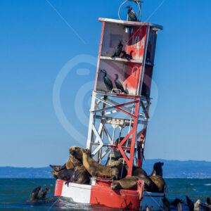 Californian sea lions (Zalophus californianus) on a red buoy, Monterey Bay, California - Nature Stock Photo Agency