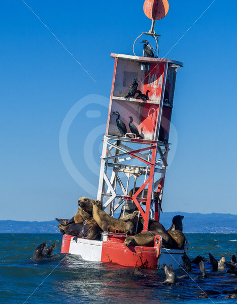 Californian sea lions (Zalophus californianus) on a red buoy, Monterey Bay, California - Nature Stock Photo Agency