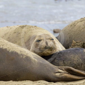 Female Northern Elephant seal (Mirounga angustirostris) in a colony near San Simeon, California - Nature Stock Photo Agency