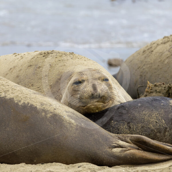 Female Northern Elephant seal (Mirounga angustirostris) in a colony near San Simeon, California - Nature Stock Photo Agency