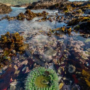 Giant green anemone (Anthopleura xanthogrammica) in a tide pool of Weston Beach, Monterey, California - Nature Stock Photo Agency